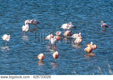 Colony Of Pink Flamingos Wintering In Grevelingen Salt Lake Near Battenoord Village In Zeeland, Neth