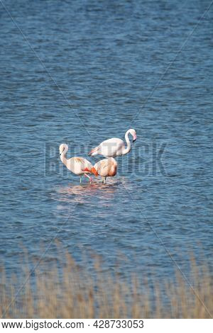 Colony Of Pink Flamingos Wintering In Grevelingen Salt Lake Near Battenoord Village In Zeeland, Neth