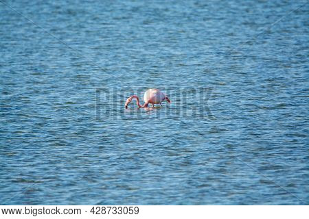 Colony Of Pink Flamingos Wintering In Grevelingen Salt Lake Near Battenoord Village In Zeeland, Neth