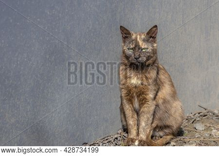 Smart Cat With Bright Green Eyes Is Sad Alone. Topic: Cats Also Have Sad Mood