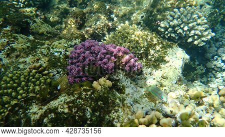 Stony Coral Rasp Coral, Or Cauliflower Coral, Knob-horned Coral (pocillopora Verrucosa) Undersea, Re