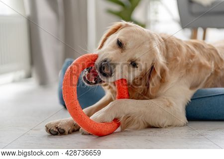 Golden retriever dog biting ring toy while lying on dog bed at home