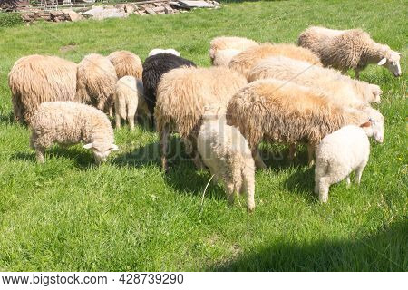 Several Sheep Grazing In A Green Meadow, Podhale, Poland