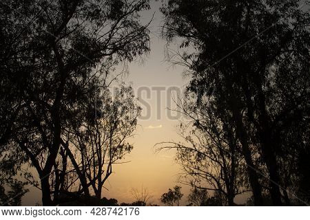 Sunset In The Forest. Sunset And Trees.silhouette Trees. Dusk Sky. Forest Trees. Orange Sky During S