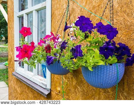 Beautiful Purple And Pink Potted Flowers Hanging Outside