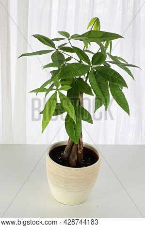 A Money Tree Plant Against A White Curtain
