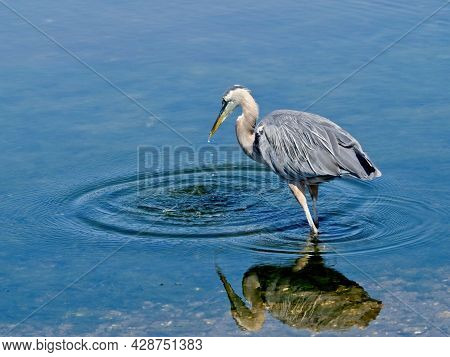 Great Blue Heron Fishing