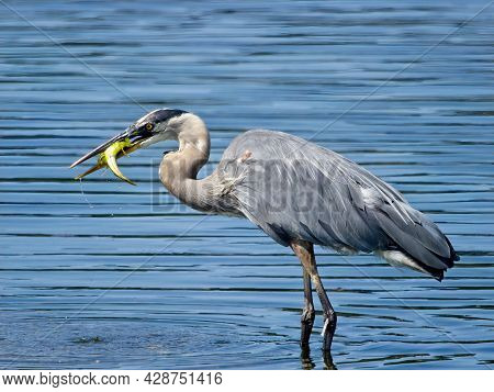 Great Blue Heron Fishing