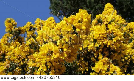 Gorse Whin In Full Bloom With Yellow Leaf In Ireland