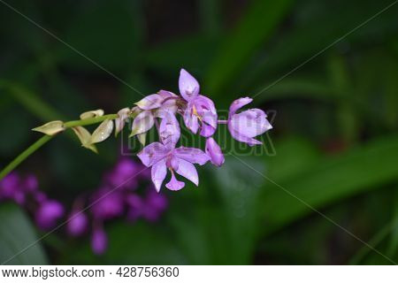 Purple Tropical Spathoglottis Plictata Flowers