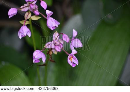 Purple Tropical Spathoglottis Plictata Flowers