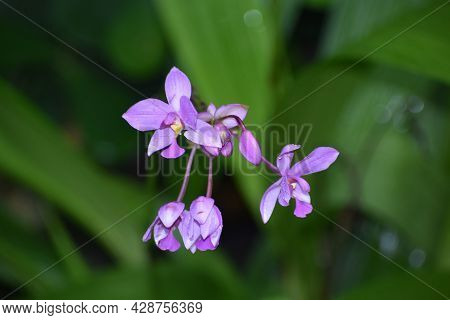 Purple Tropical Spathoglottis Plictata Flowers