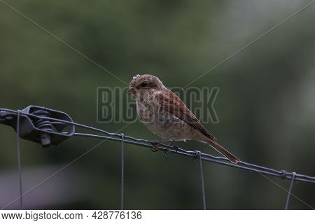 Female Red-backed Shrike Sits On A Metal Fence