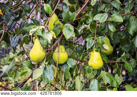 Gardening. Fresh Pear On Apple Trees In Apple Fruit Tree In Orchard