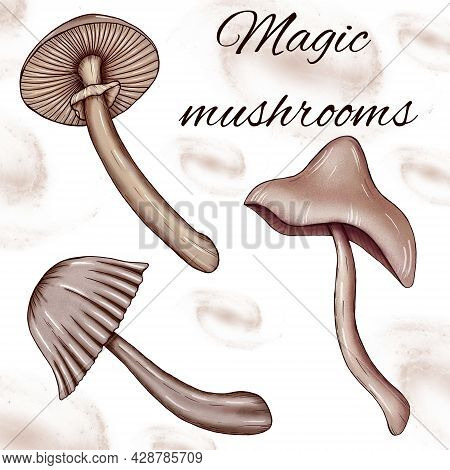 Magical Mushrooms Art, Light Brown Toadstools, Making Potions Ingredients, Wizard Supplies, Witch Su