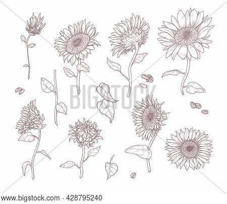 Set Of Monochrome Sunflower Sketches. Flat Vector Illustration. Sunflower Leaves, Stems, Seeds And P