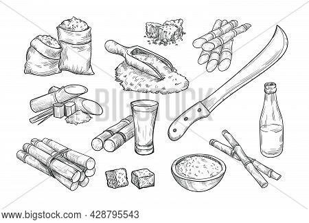 Sugarcane Farm Elements Isolated Hand Drawn Vector Illustration Collection. Engraved Sugar Cane, Rum