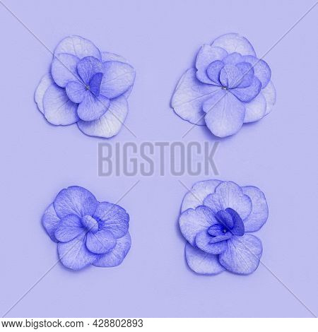 Plain Natural Hydrangea Flowers, Minimal Floral Style Pastel Puple Blossom Arrangement. Flowery Layo
