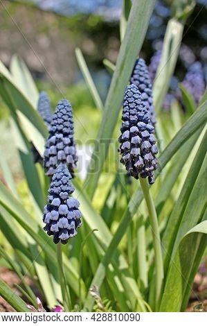 Bellevalia Pycnantha (muscari Paradoxum) - Little Bead-like Blooms Are The Deepest Shade Of Blue And