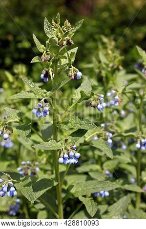 Symphytum Caucasicum, The Beinwell, Blue Comfrey, Or Caucasian Comfrey, Is An Ornamental Plant, Whic