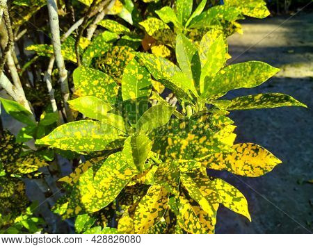 Japanese Aucuba Yellow Leaf Plant In Garden