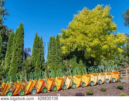 Orange Carts For U-pick Farm. Farmers Parking Lot