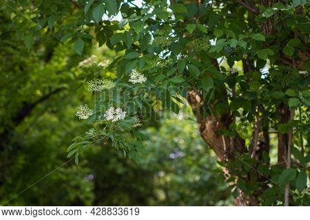 Elder Tree Bough Laden With White Elderflower Blossom On Sunlight.