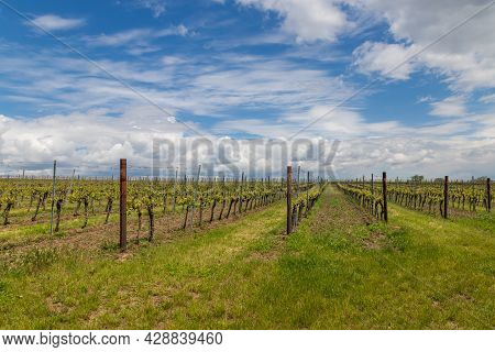 Vineyards In South Moravia In The Czech Republic. In The Background Is The Sky With White Clouds.