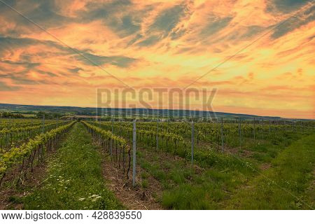 Vineyards In South Moravia In The Czech Republic. In The Background Is The Sky With White Clouds.