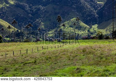Camping Tents, Wax Palms And  The Beautiful Mountains At Cocora Valley Located On The Quindio Region