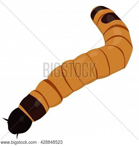Zophobas Morio Worm Larvae Of Beetle, Used As Reptiles Food. Cartoon Vector Insect Illustration Isol