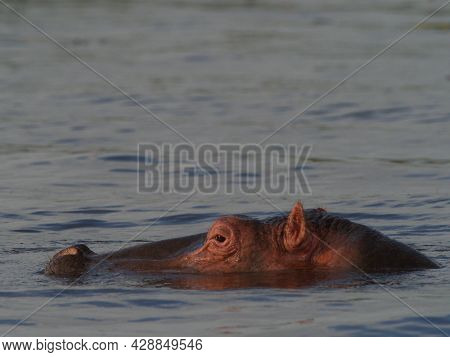 Closeup Side On Portrait Of Hippopotamus (hippopotamus Amphibius) Head Floating In Water Focus On Ey