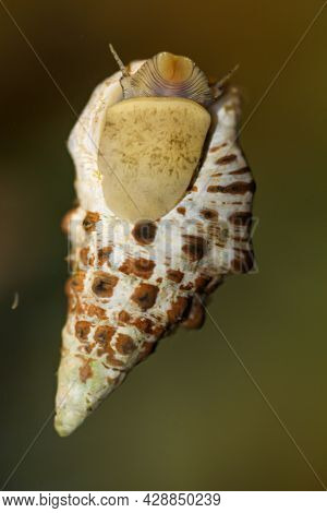 A Sand Conifer Snail, Cerithium Caeruleum, In A Saltwater Aquarium.