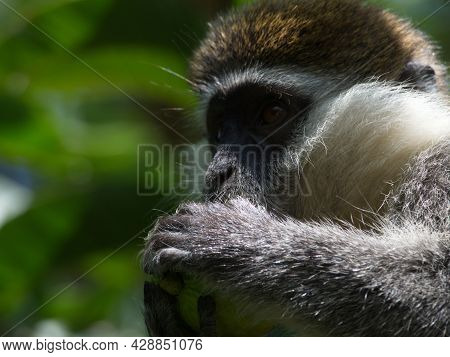 Closeup Portrait Of A Vervet Monkey (chlorocebus Pygerythrus) Head Eating In Tree Lake Awassa, Ethio
