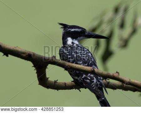 Closeup Portrait Of Black And White Pied Kingfisher (ceryle Rudis) Resting In Branch Lake Awassa, Et