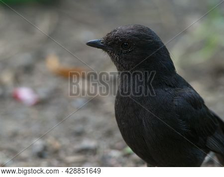 Closeup Portrait Of Northern Black Flycatcher (melaenornis Edolioides) Bird Head And Eye Lake Awassa