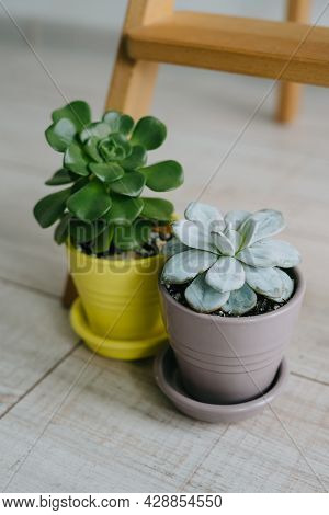 Two Pots Of Succulents Are On The Floor.