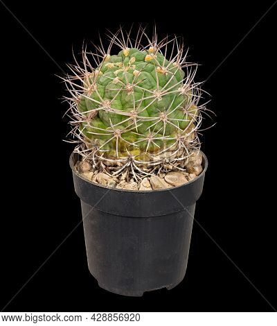 Cactus Gymnocalycium Saglione V. Tilcarense 1987 (latin Name) Grows In A Flowerpot In A Home Collect