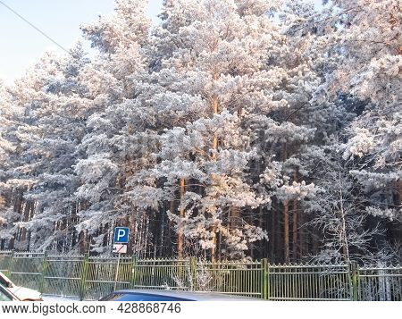 Pine Trees Covered With Frost On The Outskirts Of The Park. Fence Near The Park Of Pines.