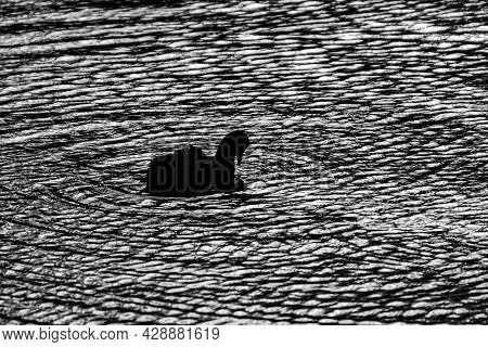 Eurasian Coot Waterbird Surrounded By Eternal Ripples In The Water