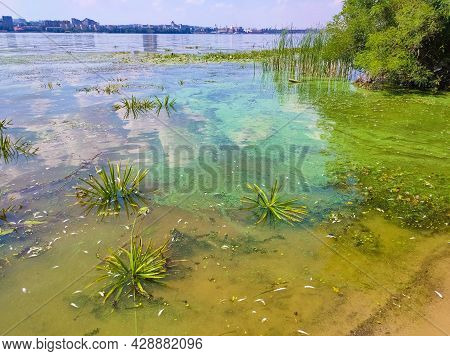 Dirty Blue And Green Water In Reservoir. Contamination By Toxic Algae. Environmental Pollution. Ecol