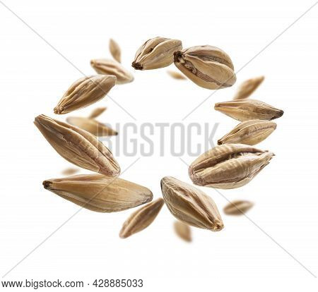 Barley Malt Grains Levitate On A White Background