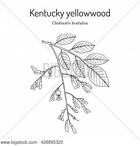 Kentucky Or American Yellowwood Cladrastis Kentukea , State Tree Of Tennessee. Hand Drawn Botanical 