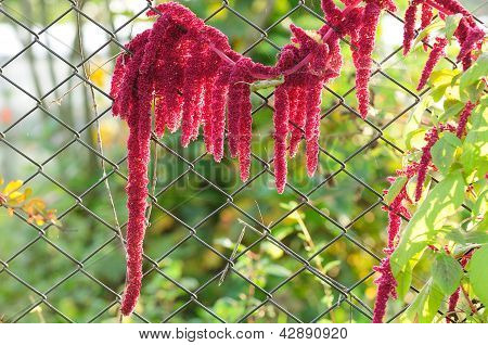 Amaranth (Love Lies bleeding) durch Maschendrahtzaun