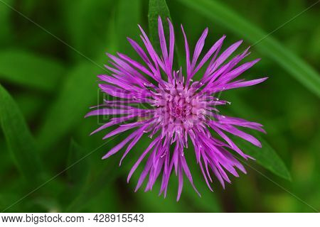 Violet Field Flower Centaurea Diffusa Close Up