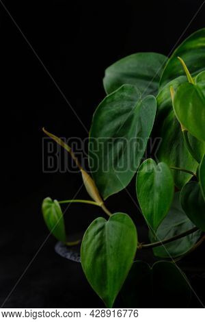 Green Indoor Plant, Leaves Of Ornamental Plant On Black Background. Scandens. Vertical Frame
