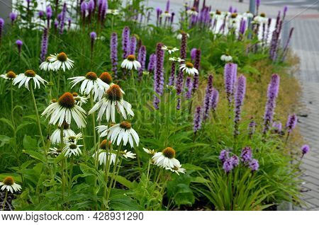 Perennial Flower Bed With A Predominance Of Purple In The Garden And Parks With Bulbs
