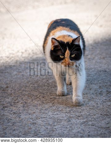Charming Female Stray Cat, Close-up Photo Of Three Colors Car