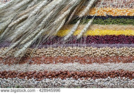 Dry Wheat Ear Bundle On Variety Kinds Of Natural Cereal And Grain Seed Stripe Background, For Health