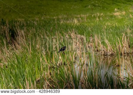 Red Winged Black Bird Sitting On Bull Rushes Kneehill County Alberta Canada
